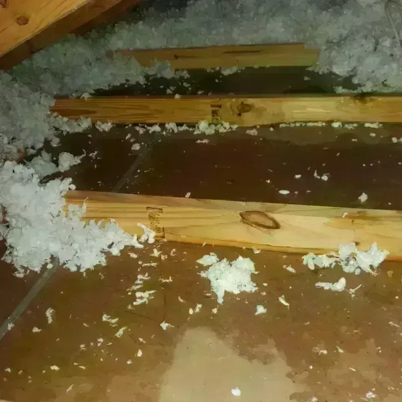 Attic Water Damage in Escobares, TX