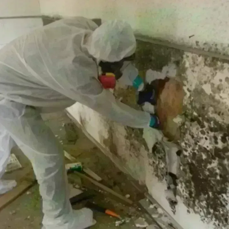 Mold Remediation and Removal in Escobares, TX